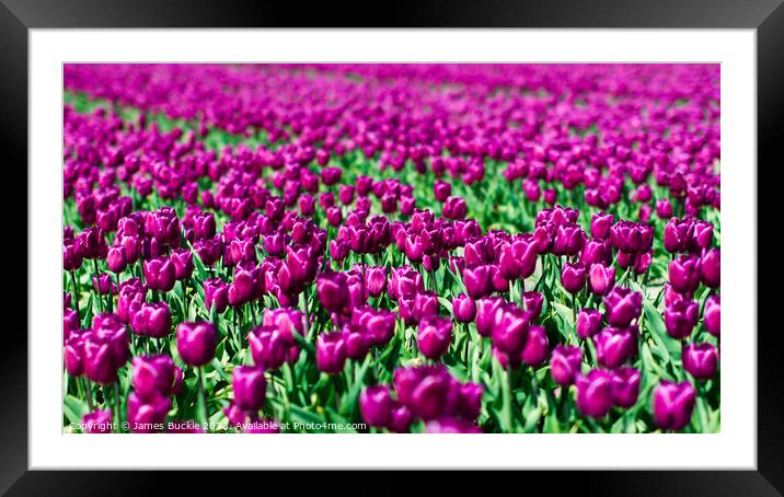 Purple Tulip Field Framed Mounted Print by James Buckle