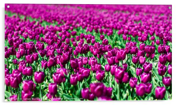 Purple Tulip Field Acrylic by James Buckle