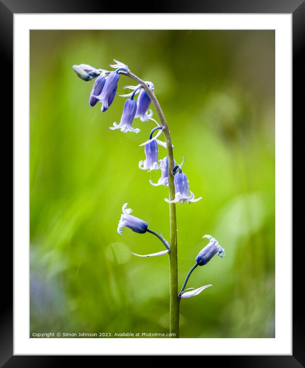 Bluebell Flower Framed Mounted Print by Simon Johnson