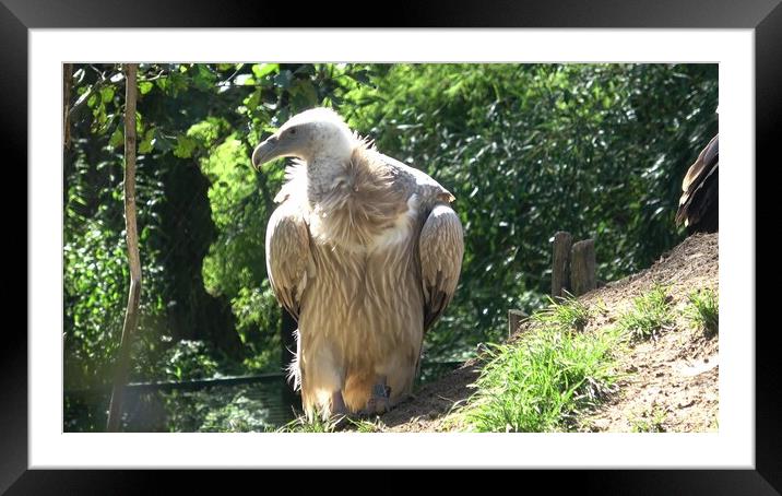 Himalayan vulture or Himalayan griffon vulture (Gyps himalayensis) Framed Mounted Print by Irena Chlubna
