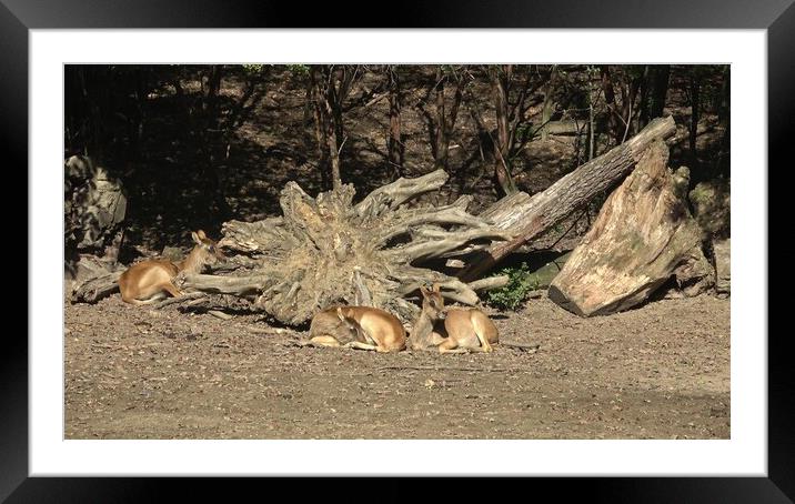 Group of Nile lechwe or Mrs Gray's lechwe (Kobus megaceros) Framed Mounted Print by Irena Chlubna