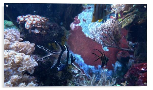 Corals in marine aquarium. Sea anemone in manmade aquarium Acrylic by Irena Chlubna