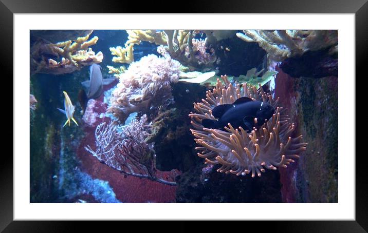 Corals in marine aquarium. Sea anemone in manmade aquarium Framed Mounted Print by Irena Chlubna