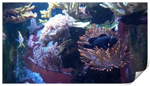 Corals in marine aquarium. Sea anemone in manmade aquarium Print by Irena Chlubna