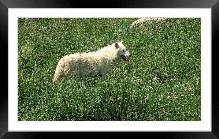 Arctic Wolf (Canis lupus arctos) Framed Mounted Print by Irena Chlubna