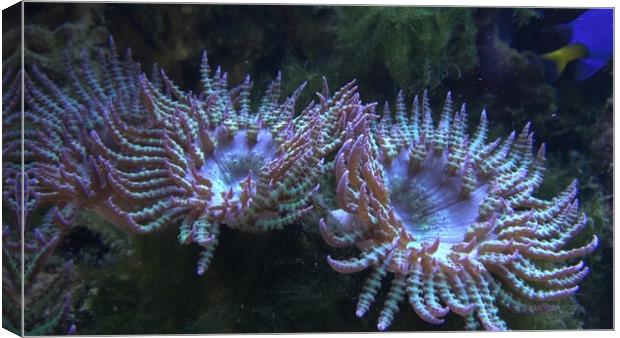 Corals in marine aquarium. Sea anemone in manmade aquarium Canvas Print by Irena Chlubna