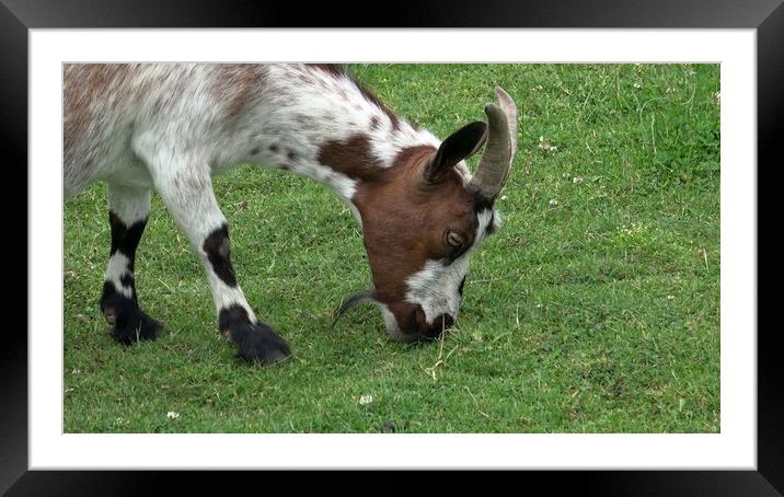Domestic goat grazing on green meadow Framed Mounted Print by Irena Chlubna