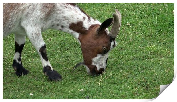 Domestic goat grazing on green meadow Print by Irena Chlubna