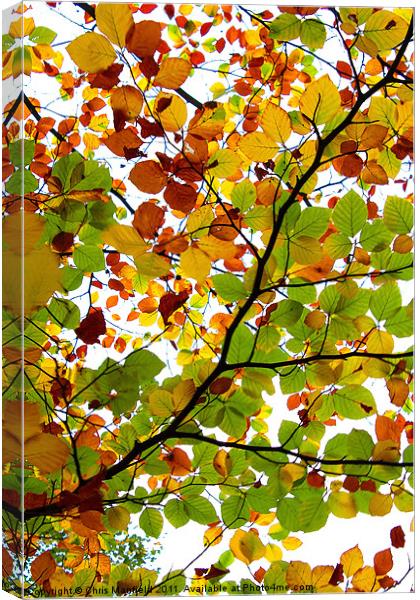 kaleidoscopic Autumn Canvas Print by Chris Manfield