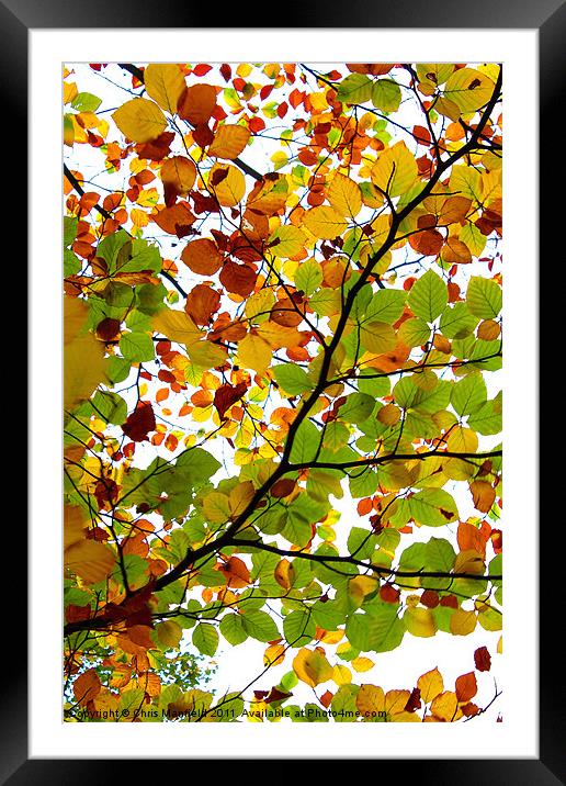 kaleidoscopic Autumn Framed Mounted Print by Chris Manfield
