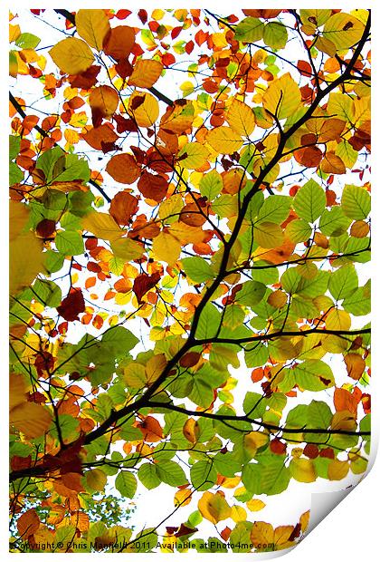 kaleidoscopic Autumn Print by Chris Manfield
