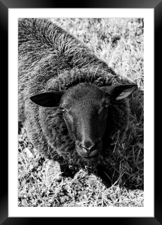 Curious Sheep, Black and White Framed Mounted Print by Imladris 