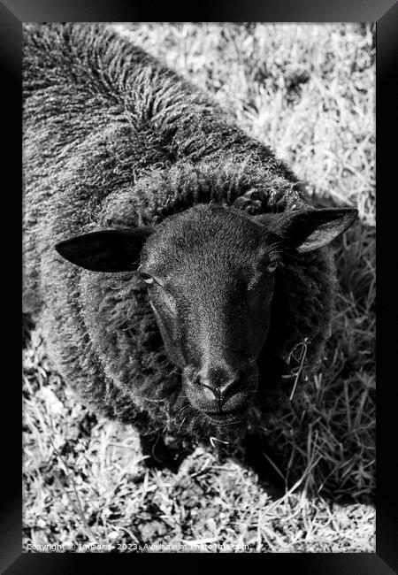 Curious Sheep, Black and White Framed Print by Imladris 