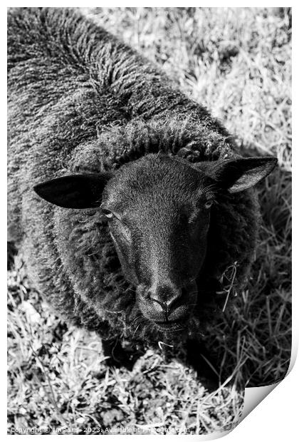 Curious Sheep, Black and White Print by Imladris 