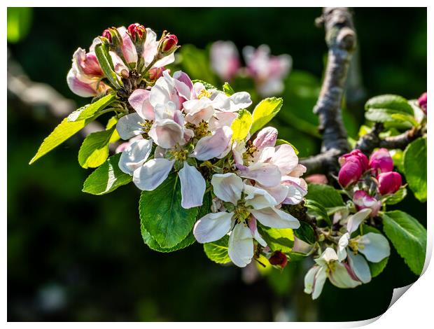 Apple Blossom Time Print by Gerry Walden LRPS