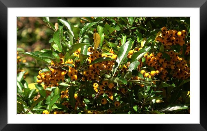 Hippophae rhamnoides. Branch of sea buckthorn with berries. Framed Mounted Print by Irena Chlubna
