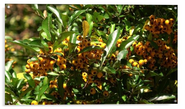 Hippophae rhamnoides. Branch of sea buckthorn with berries. Acrylic by Irena Chlubna