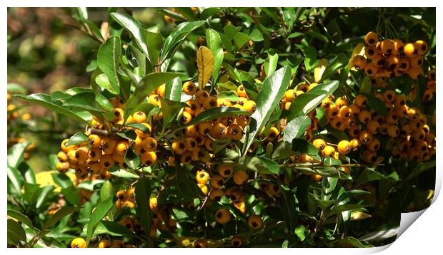Hippophae rhamnoides. Branch of sea buckthorn with berries. Print by Irena Chlubna