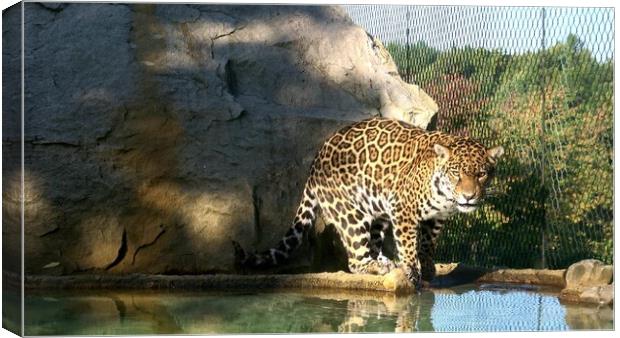 The jaguar (Panthera onca) is a big cat, a feline in the Panthera genus Canvas Print by Irena Chlubna