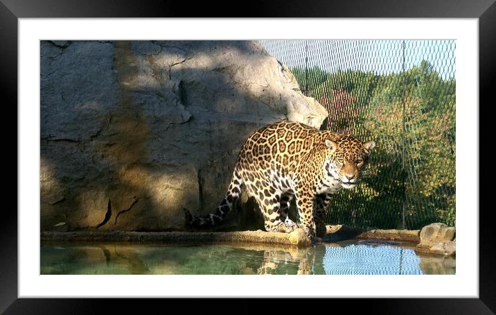 The jaguar (Panthera onca) is a big cat, a feline in the Panthera genus Framed Mounted Print by Irena Chlubna