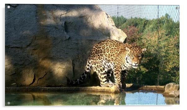 The jaguar (Panthera onca) is a big cat, a feline in the Panthera genus Acrylic by Irena Chlubna