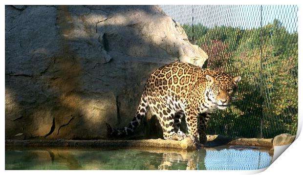 The jaguar (Panthera onca) is a big cat, a feline in the Panthera genus Print by Irena Chlubna