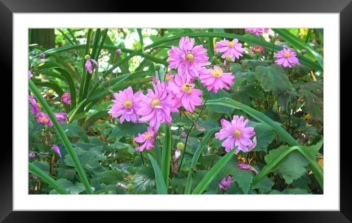 Closeup of a pink flowers with green leaves. Flowers in nature Framed Mounted Print by Irena Chlubna
