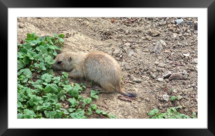 Black-tailed prairie dog (Cynomys ludovicianus) Framed Mounted Print by Irena Chlubna