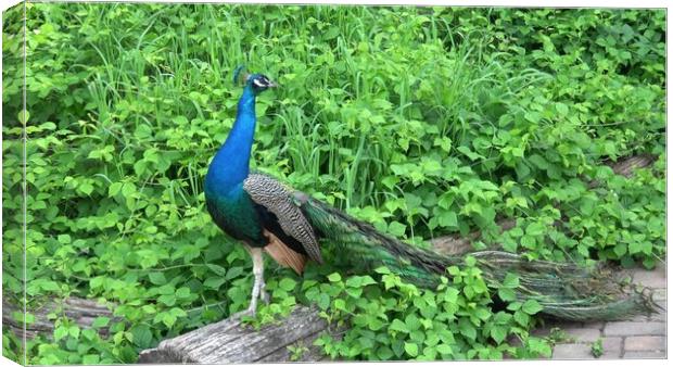The Indian peafowl or blue peafowl (Pavo cristatus). Portrait of beautiful peacock Canvas Print by Irena Chlubna