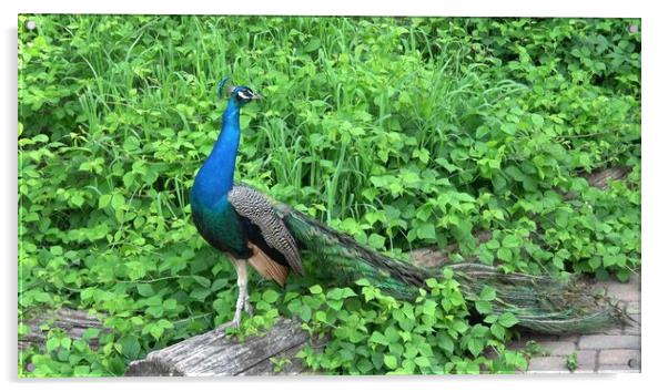 The Indian peafowl or blue peafowl (Pavo cristatus). Portrait of beautiful peacock Acrylic by Irena Chlubna