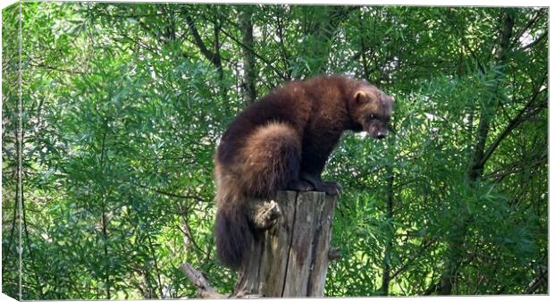 Wolverine (Gulo gulo) on the tree trunk. Canvas Print by Irena Chlubna