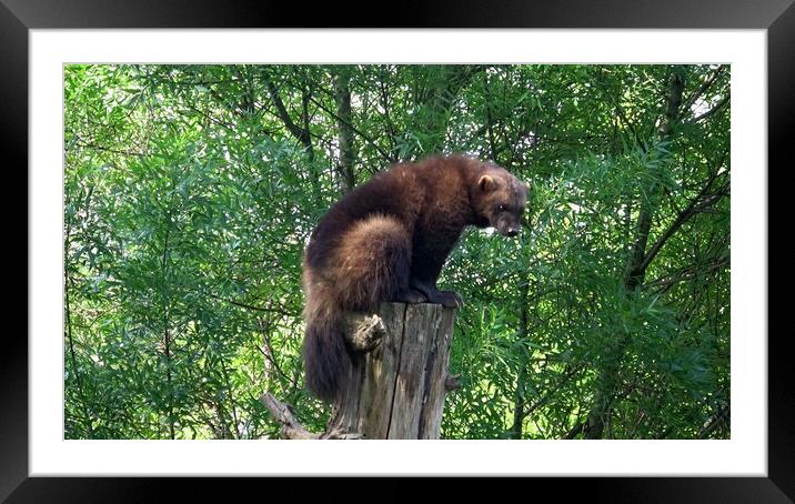 Wolverine (Gulo gulo) on the tree trunk. Framed Mounted Print by Irena Chlubna