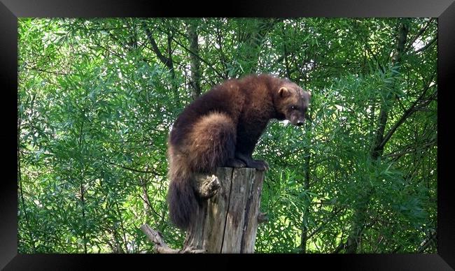 Wolverine (Gulo gulo) on the tree trunk. Framed Print by Irena Chlubna