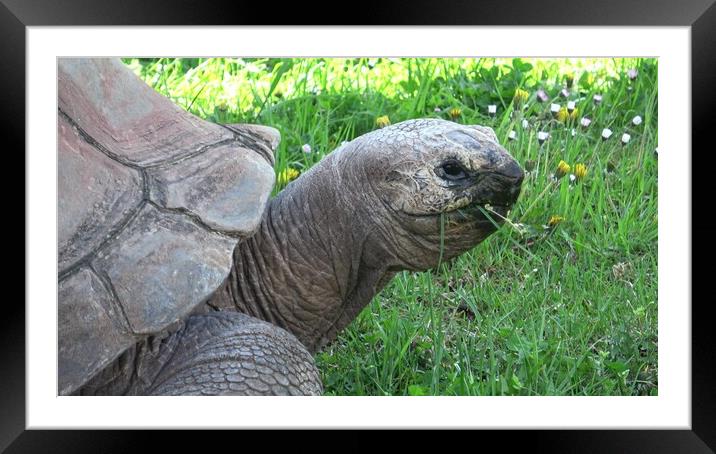 Aldabra giant tortoise (Aldabrachelys gigantea) eating grass Framed Mounted Print by Irena Chlubna