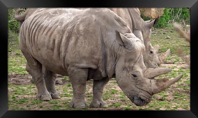 Southern white rhinoceros (Ceratotherium simum simum). Framed Print by Irena Chlubna