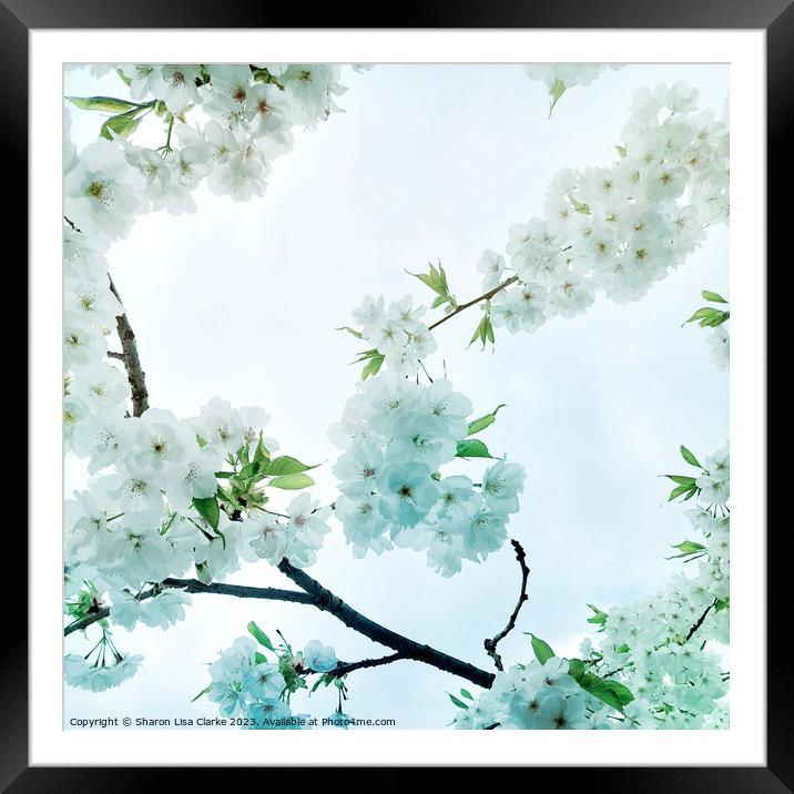 Sky Blossom Framed Mounted Print by Sharon Lisa Clarke