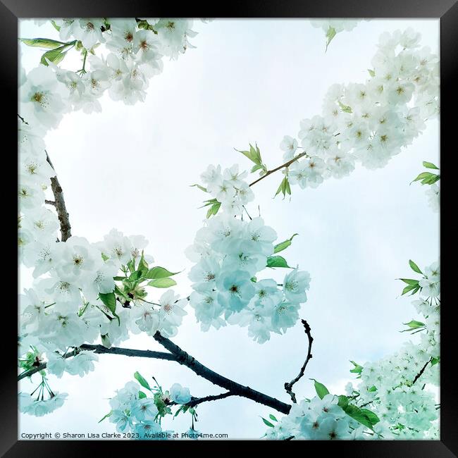 Sky Blossom Framed Print by Sharon Lisa Clarke