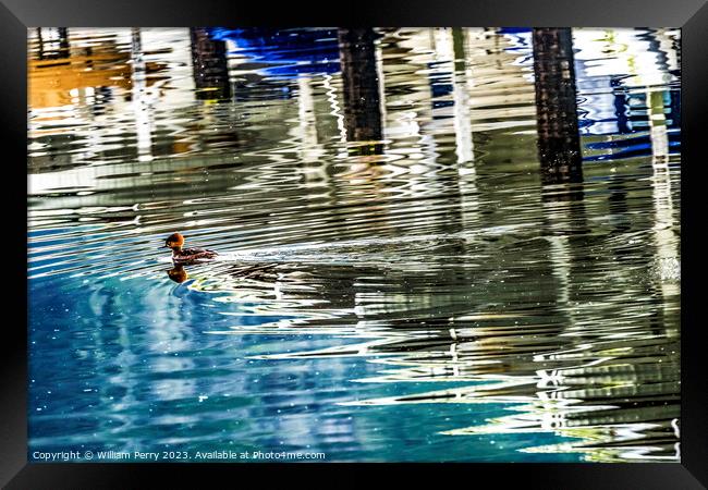 Common Goldeneye Duck Reflection Abstract Gig Harbor Washington  Framed Print by William Perry