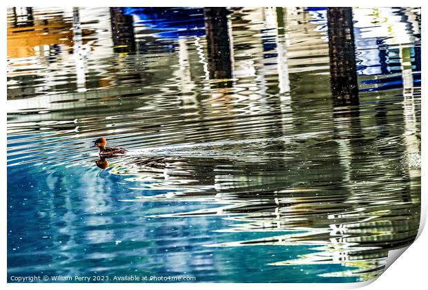 Common Goldeneye Duck Reflection Abstract Gig Harbor Washington  Print by William Perry