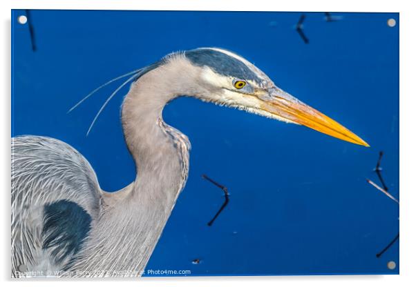Great Blue Heron Juanita Bay Park Lake Washington Kirkland Washi Acrylic by William Perry