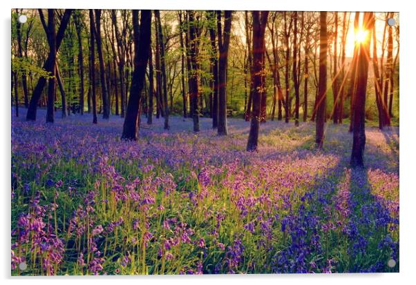 Bluebell Sunrise Acrylic by David Neighbour