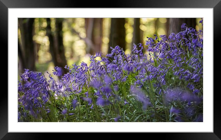 British Bluebells in woodland Framed Mounted Print by Leighton Collins