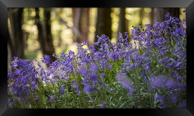 British Bluebells in woodland Framed Print by Leighton Collins