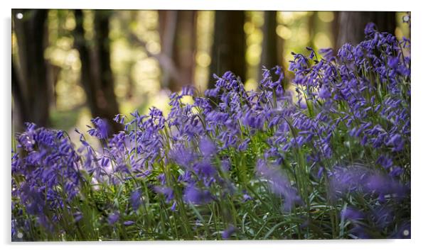 British Bluebells in woodland Acrylic by Leighton Collins