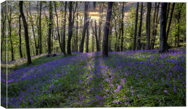 Bluebell sunset Canvas Print by Leighton Collins