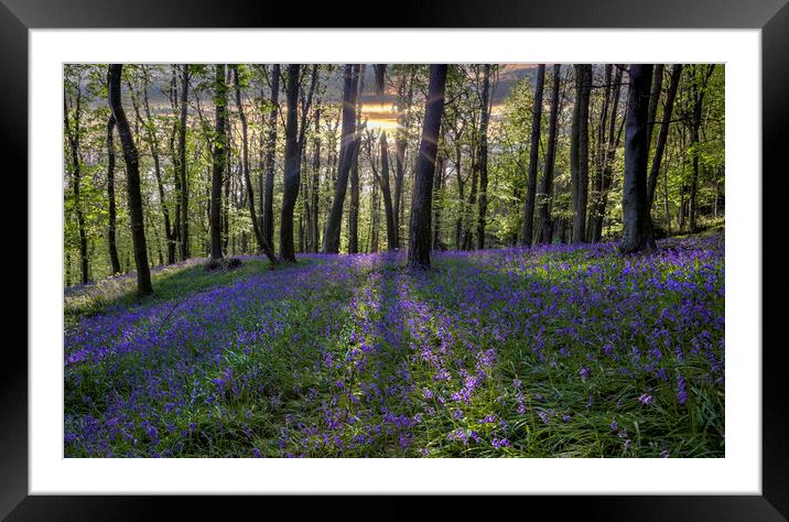 Bluebell sunset Framed Mounted Print by Leighton Collins