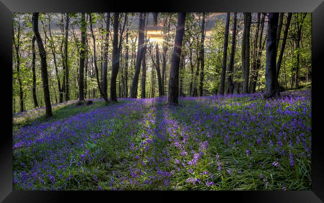 Bluebell sunset Framed Print by Leighton Collins