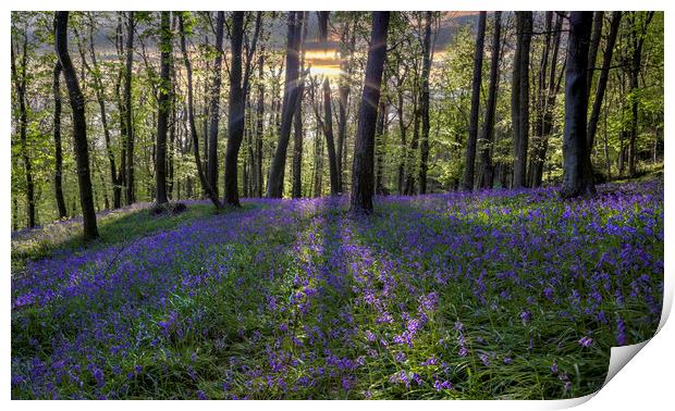 Bluebell sunset Print by Leighton Collins