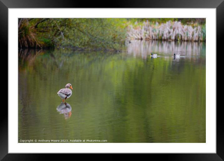Serene Waterscape Framed Mounted Print by Anthony Moore