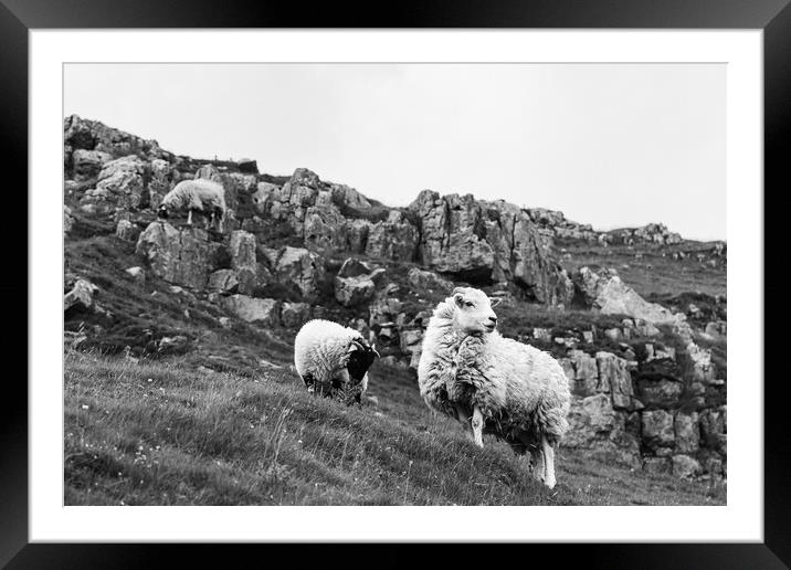 Sheep Trio in the Yorkshire Dales Framed Mounted Print by Jason Wells